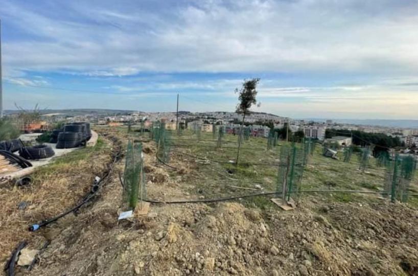 Matera, tornano gli alberi a «Serra Rifusa»