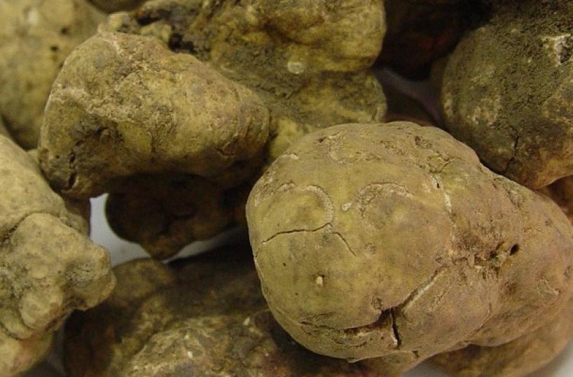 Tartufo bianco a Matera: due giorni con i «Tesori della terra»