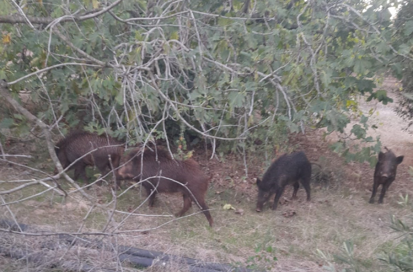 Molfetta, branco di cinghiali si spinge a due passi dal centro abitato e fa «visita» a un'azienda agricola