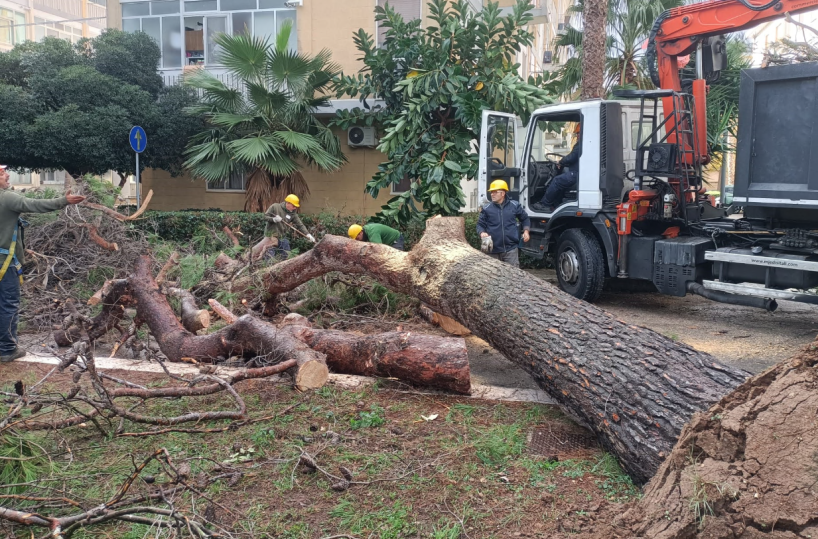 «Ormai vecchi e troppo pericolosi», Lecce dice addio a tutti gli alberi di pino
