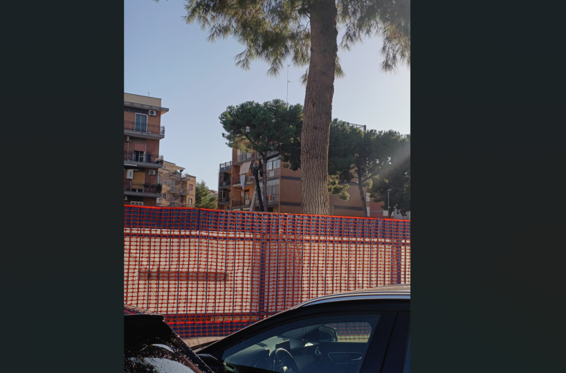 Bari, continuano gli abbattimenti degli alberi a Poggiofranco: i residenti protestano