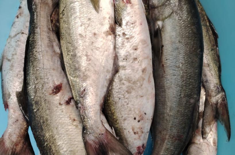 Otranto, la Guardia Costiera sequestra 20kg di pesce serra e attrezzatura per la pesca a strappo