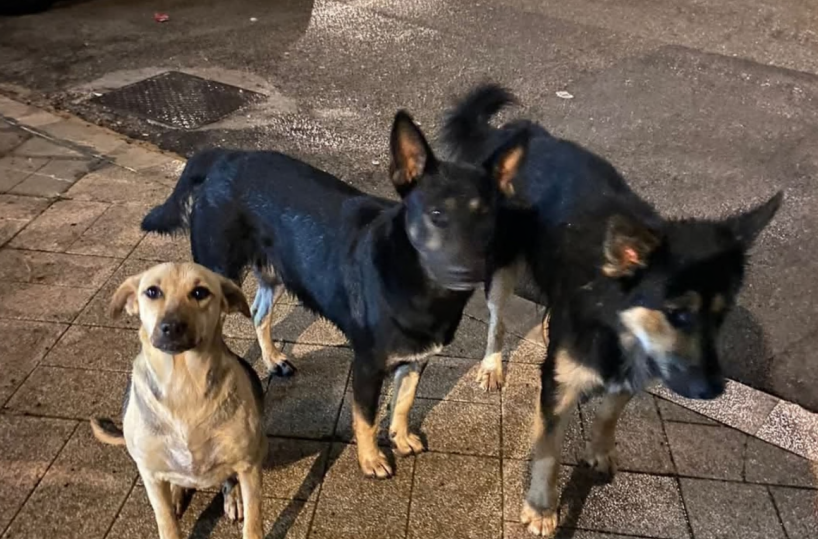 Molfetta, randagi mordono due persone: il sindaco ne ordina la cattura ma gli animalisti si oppongono