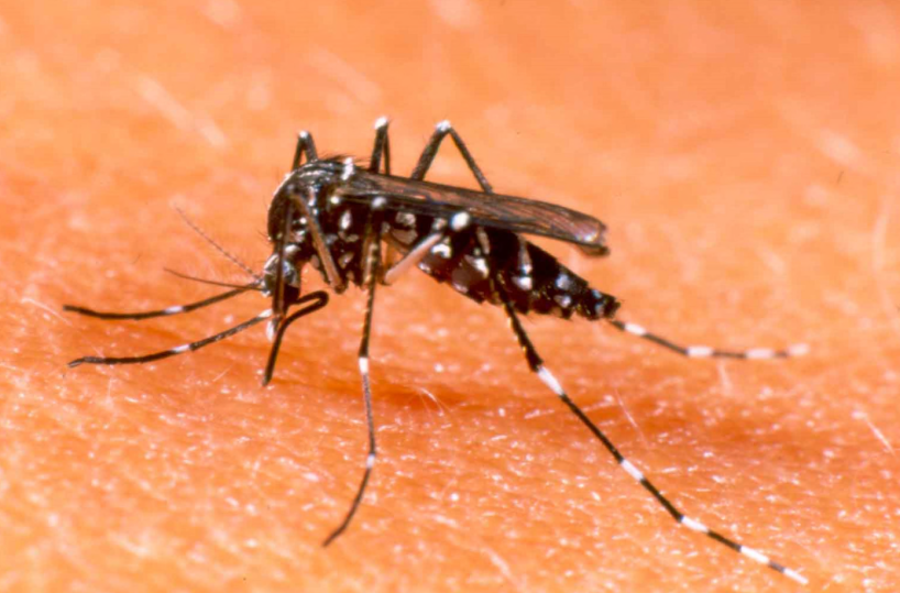 La coppia di zanzare imbarcate sull'Arca