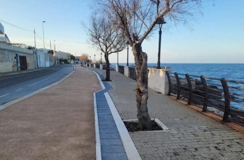 L’albero sulla pista per non vedenti: polemiche sul lungomare di S. Spirito