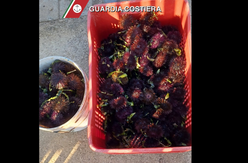 Pescavano ricci a Giancola e Torre San Gennaro: denunciati e sequestrati 13 chili di ricci 