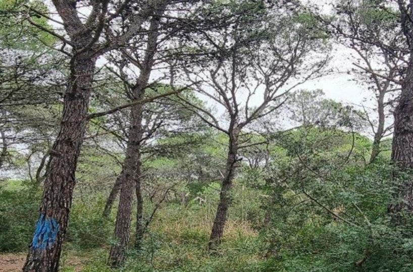 Il Consorzio di bonifica dà il via ai «cantieri forestali» in Basilicata