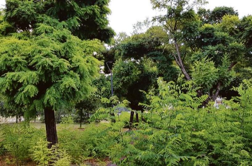 Novantamila alberi in 11 città del Barese, l’appalto Pnrr finisce al Tar