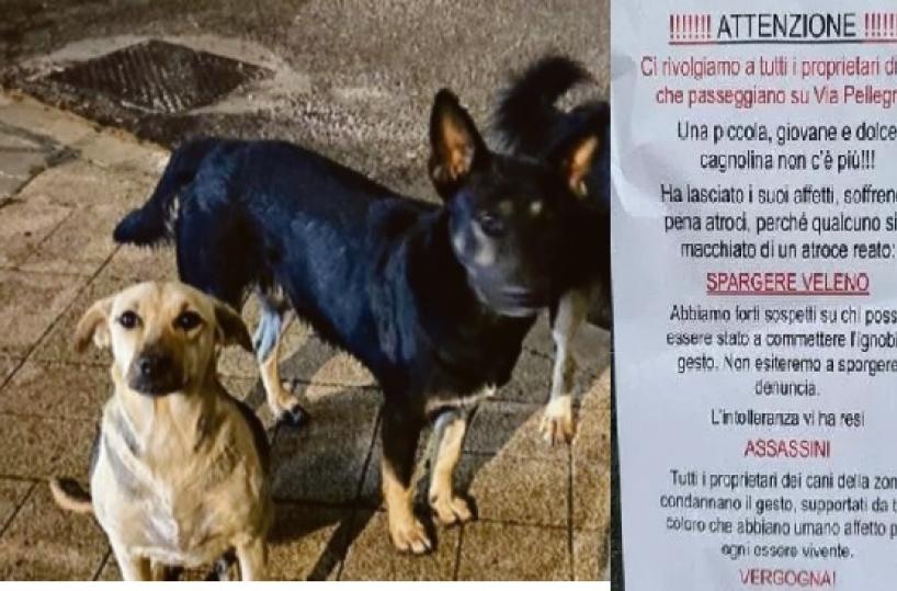 Bari, candeggina per strada: un altro cane è morto avvelenato  in via Pellegrini 