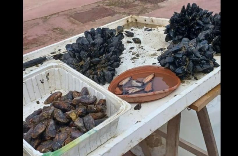 Brindisi, sequestrati 20 chili di cozze e 300 cozze a tre venditori abusivi