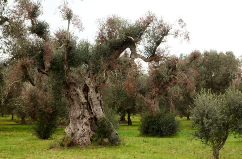 Donati migliaia di alberi di ulivo per la rinascita di Carmiano