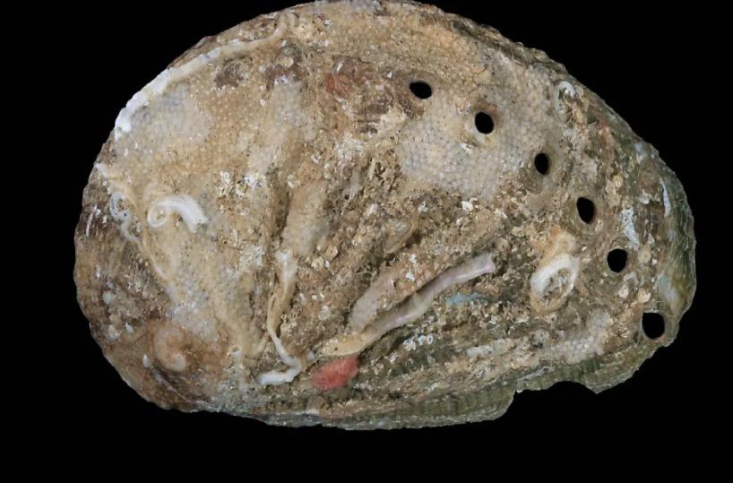 Guardia Costiera nelle pescherie salentine: sequestrati 25 kg di pesce non conforme, tra cui 5 kg di «orecchie di mare»