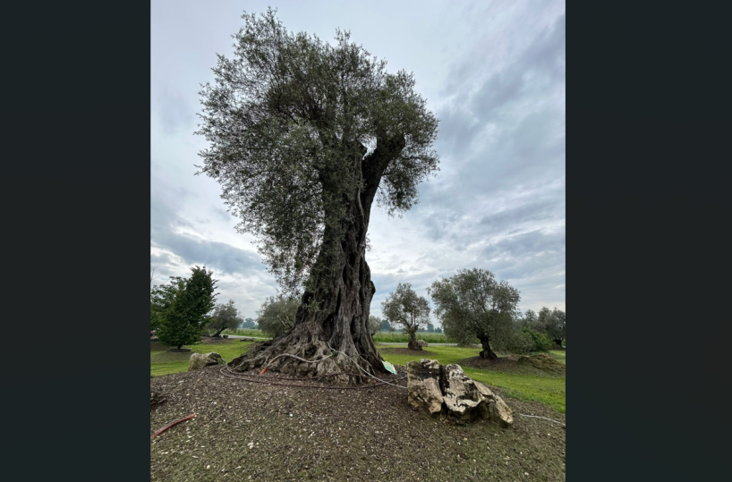 Gravina, piantumato un ulivo monumentale di oltre 3mila anni: una rinascita nella terra martoriata dalla Xylella