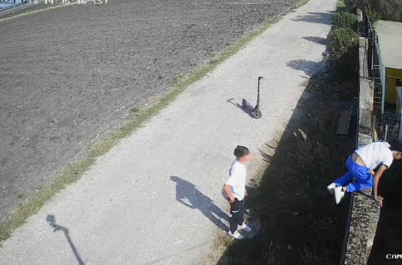 Rubano un cane dal rifugio di San Severo insieme a un complice: minorenne rinviato a giudizio