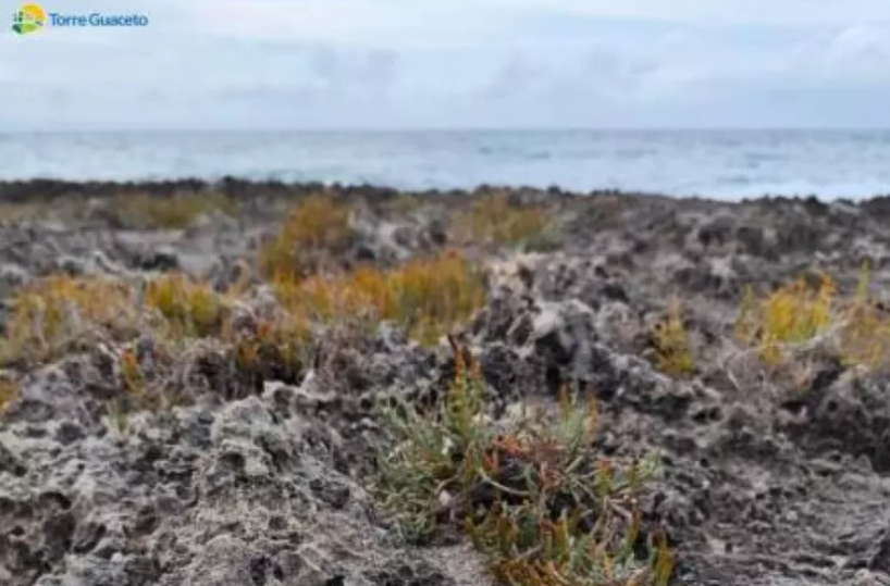 Nell'Oasi di Torre Guaceto scoperto il primo nido fratino del 2025