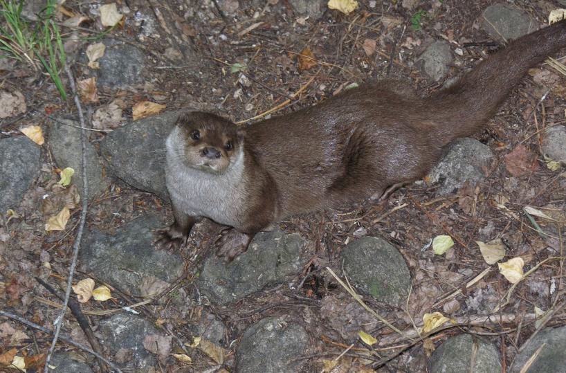 Manfredonia, lontra senza vita trovata vicino all'Oasi Laguna del Re: è stata investita