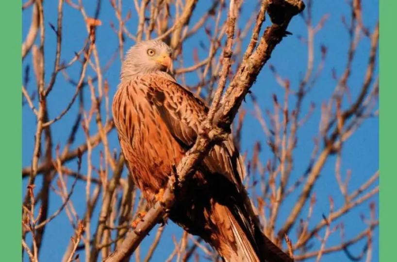 Nel Parco del Pollino 118 specie di uccelli nidificanti