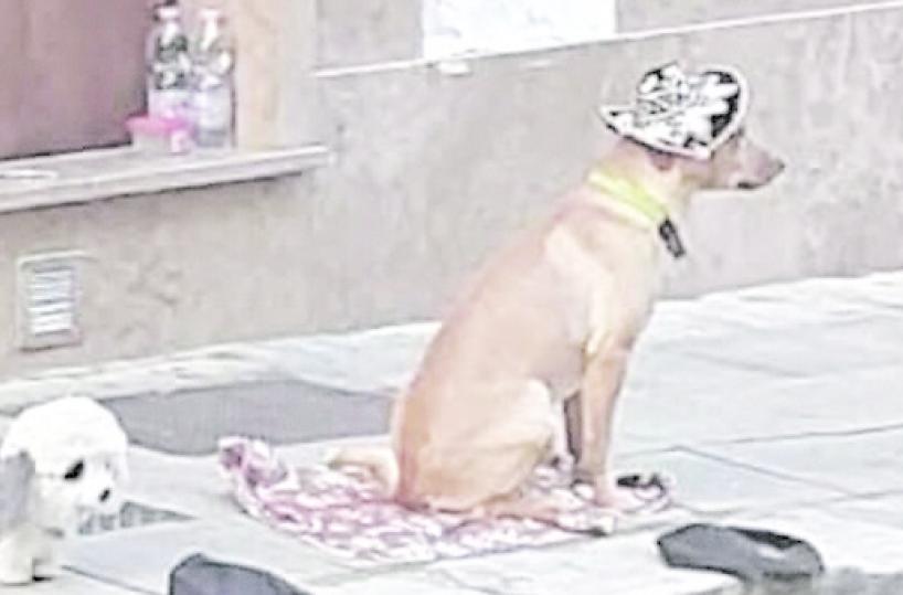 Lecce, cane maltrattato da un clochard: la denuncia dell'Aidaa alla sindaca Poli Bortone