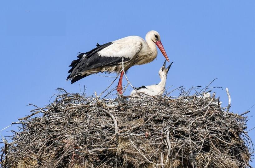 In Capitanata cresce la popolazione di Cicogna bianca: il ripopolamento iniziato oltre 20 anni fa