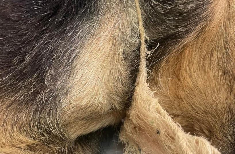 Santeramo, due cagnoline legate con una corda al collo salvate dalla strada