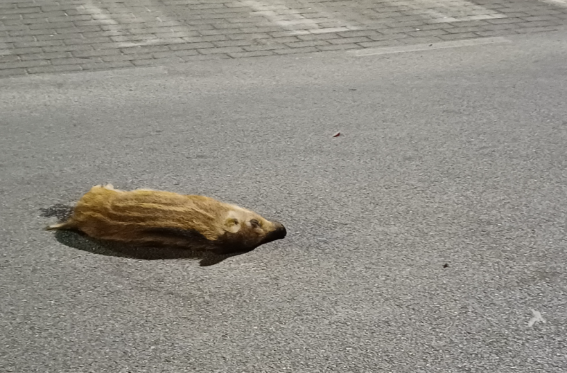 Cuccioli di cinghiale trovati morti vicino al Pronto Soccorso del San Paolo: l’appello per la sicurezza stradale