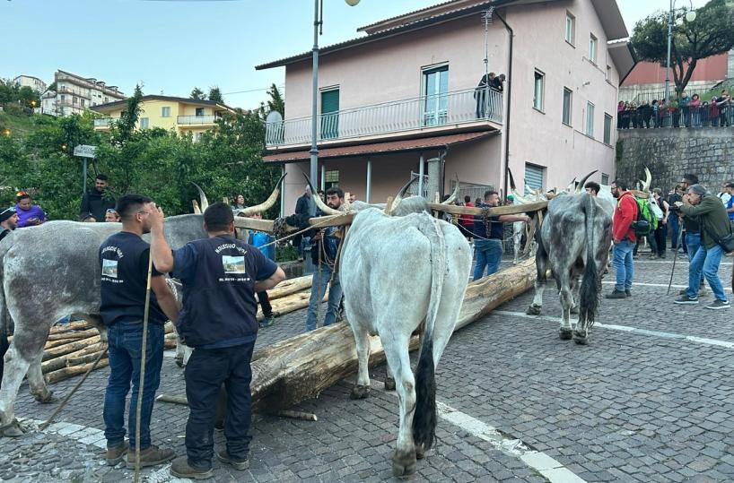 Nel Potentino la denuncia degli animalisti contro la festa patronale: «Buoi feriti e allo stremo, non è tradizione ma violenza»