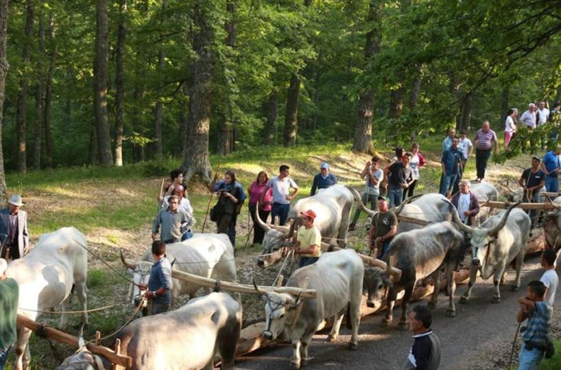 Accettura, buoi sulla folla alla Festa del Maggio: 4 feriti, gli animali erano spaventati