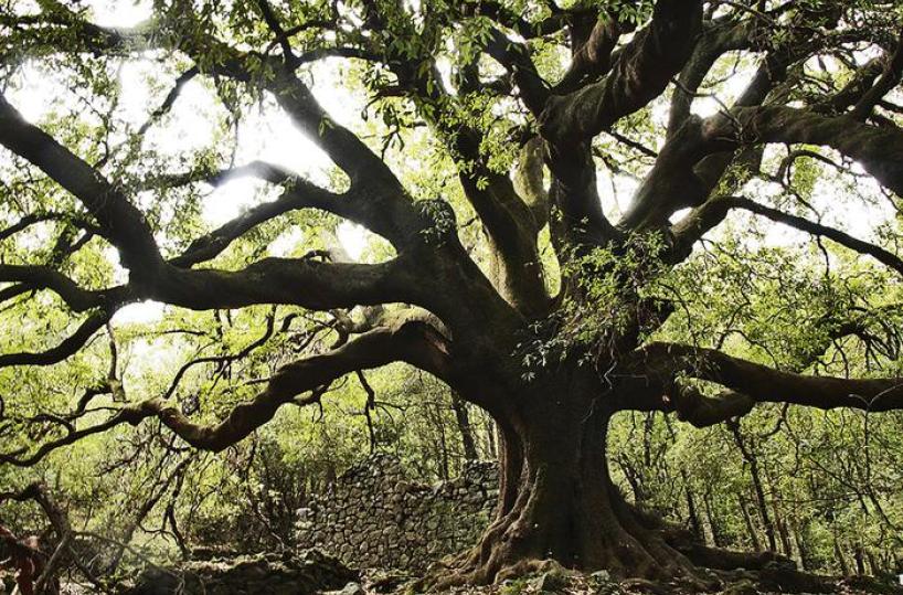 Alberi monumentali  d'Italia,  in Puglia sono 216 i «patriarchi verdi»