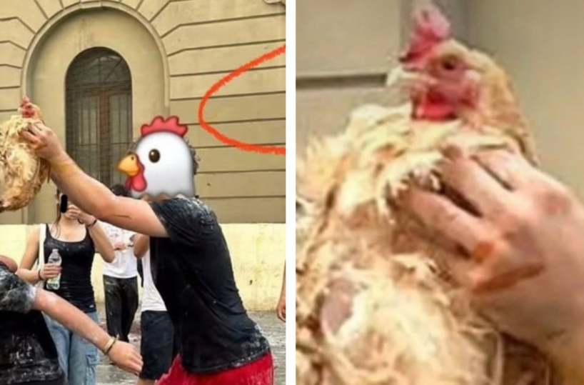 Liceo Scacchi, a Bari per l'ultimo giorno di scuola lancio di galline e un pesce eviscerato. Lav: inqualificabile da chi è vicino alla maturità