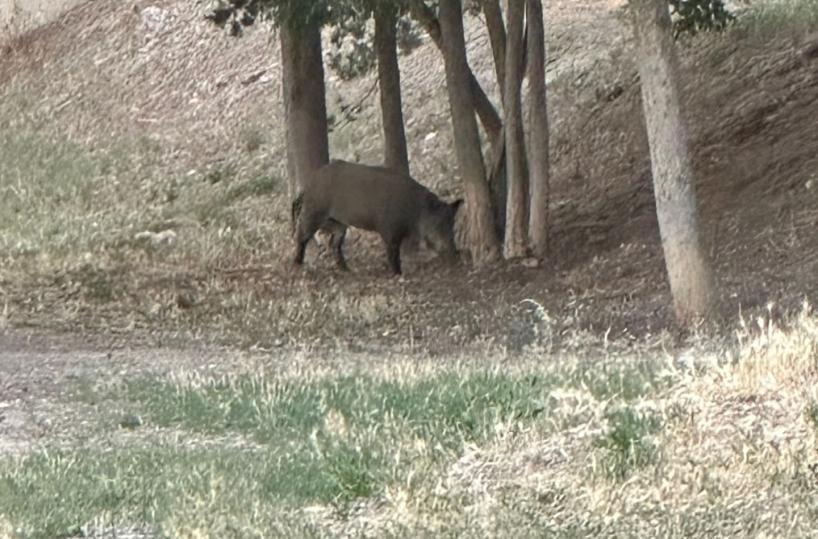 Cinghiali a spasso a Gravina: interviene la polizia