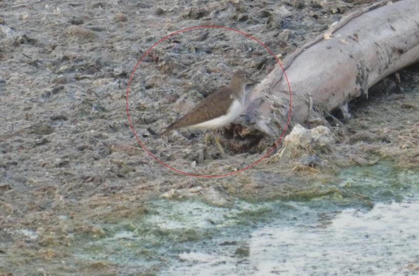 Bari, avvisato un raro esemplare di Piro Piro sul lungomare: ha nidificato