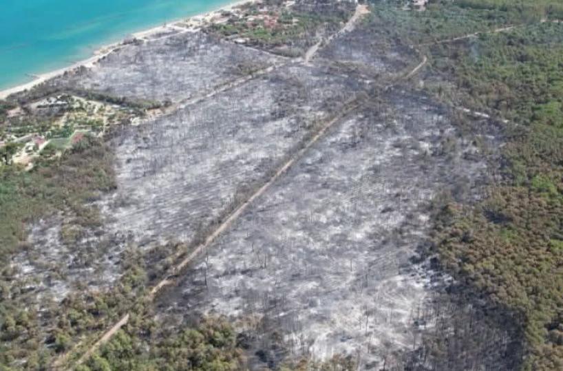 Metaponto, ecco quel che resta della pineta dopo lo spegnimento del rogo: 104 ettari andati in fumo