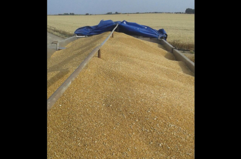 Quotazioni del grano al ribasso: l’allarme dei produttori lucani