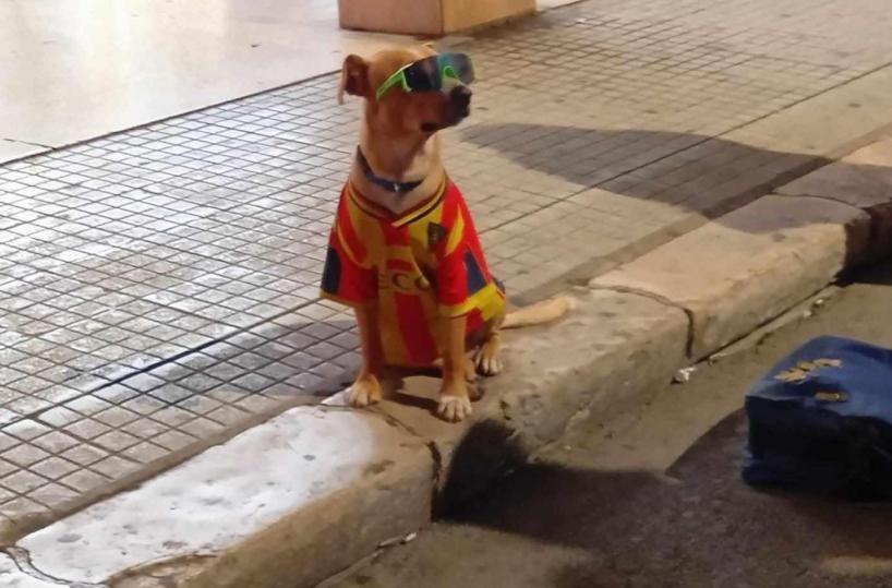 Lecce, cane usato per chiedere l'elemosina e costretto a indossare la maglia del Lecce: la denuncia fa infuriare il web