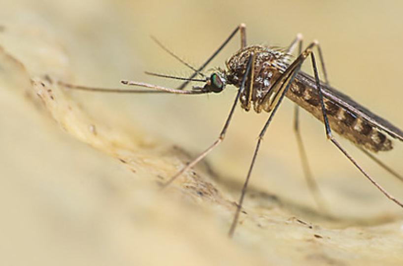 Emergenza West-Nile, a Lecce scattano limitazioni alle donazioni di sangue: stop in 31 province italiane
