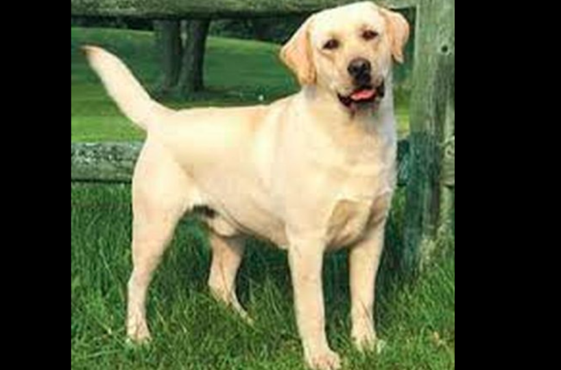 Displasia del gomito, ecco le cure per Fido