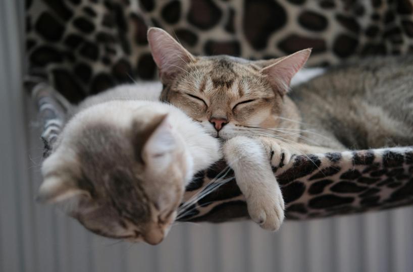 A Taranto scoperta una pensione per animali abusiva: multa da 4mila euro