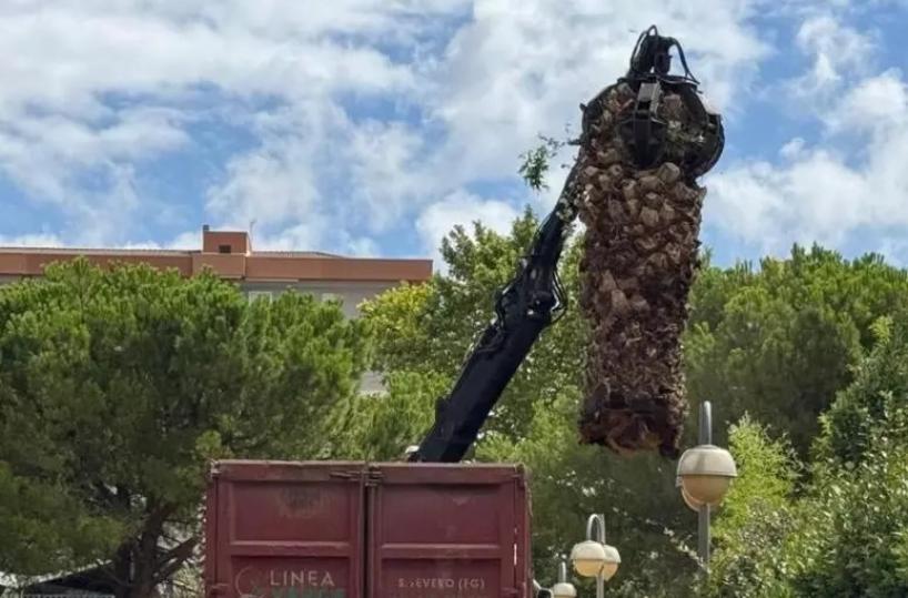 Abbattute 58 palme colpite dal punteruolo rosso a San Severo
