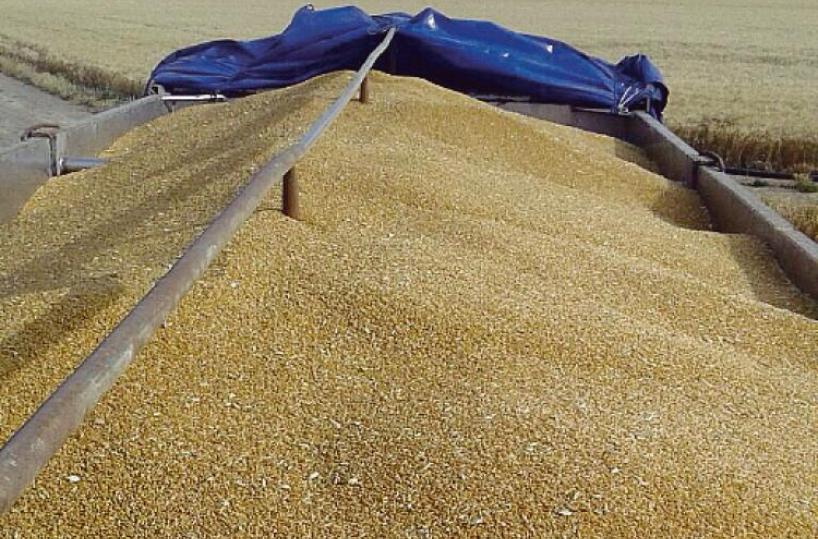 Al ribasso le quotazioni del grano duro foggiano
