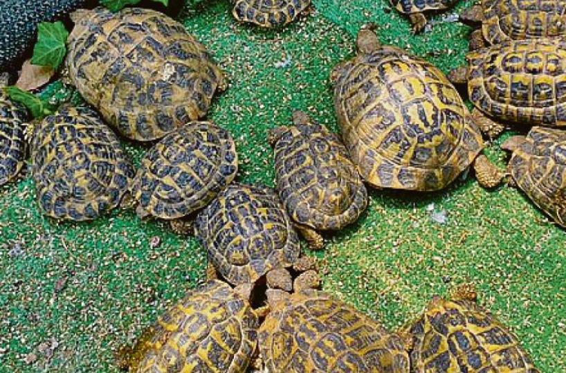 Le regole da rispettare per l’amica testuggine