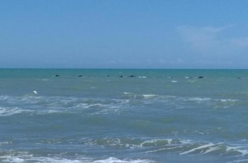 Metaponto, da spiaggia pubblica a privata: sequestrati 180 ombrelloni a  Torre Mare