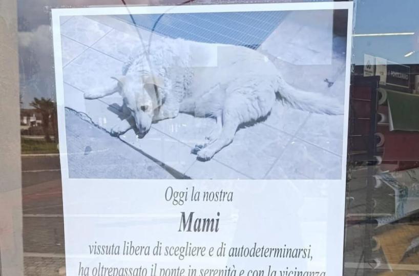 Addio alla cagnolona Mami, la randagia simbolo di Salve