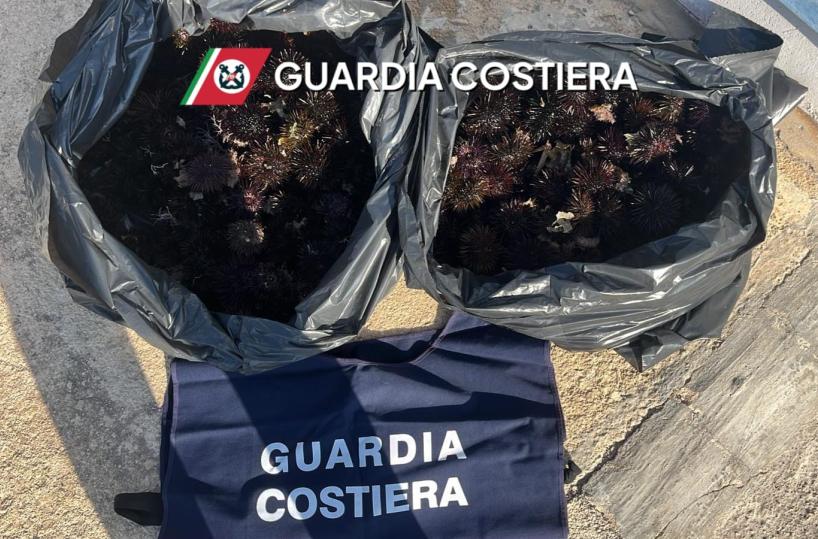 Nardò, sub sorpreso con 350 ricci di mare: multa da 2mila euro