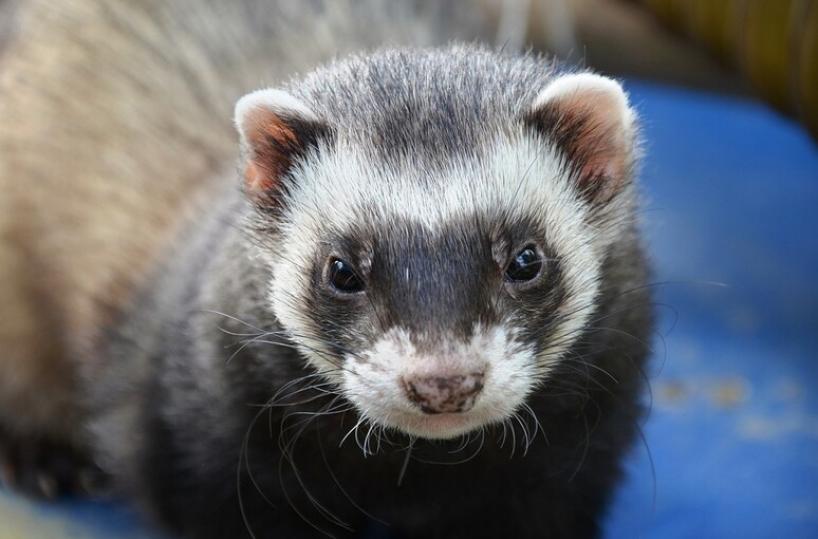 Un furetto per amico: «Pet» insolito e curioso