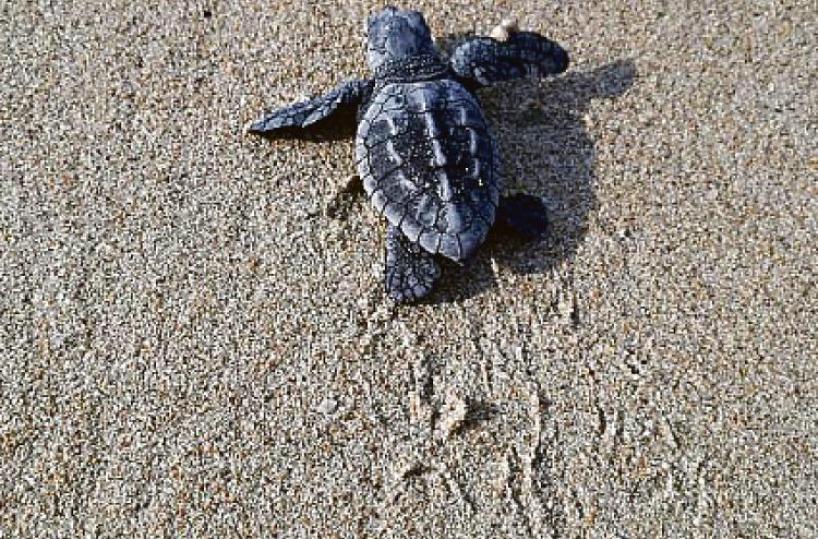Salve, cercansi «angeli custodi» per le tartarughine neonate: e il Comune spegne le luci