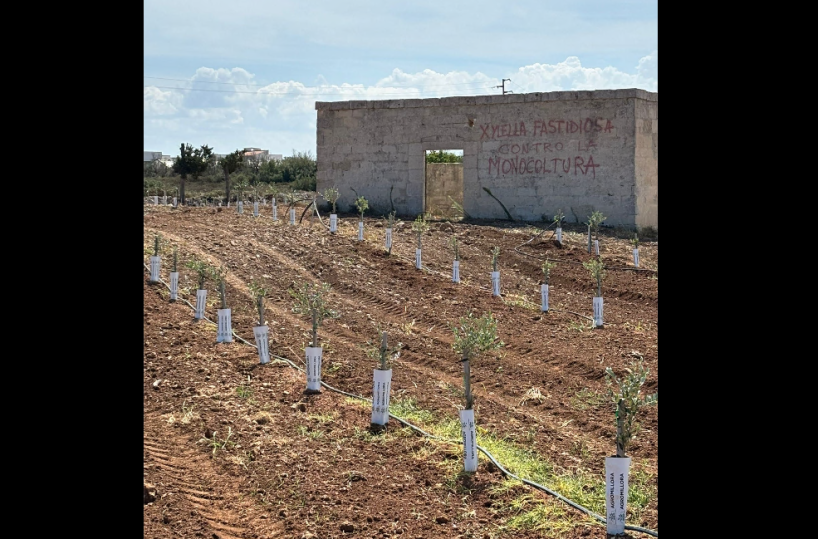 Xylella, l’assalto dei negazionisti: sfregi e furti nei terreni degli agricoltori impegnati nel reimpianto degli ulivi