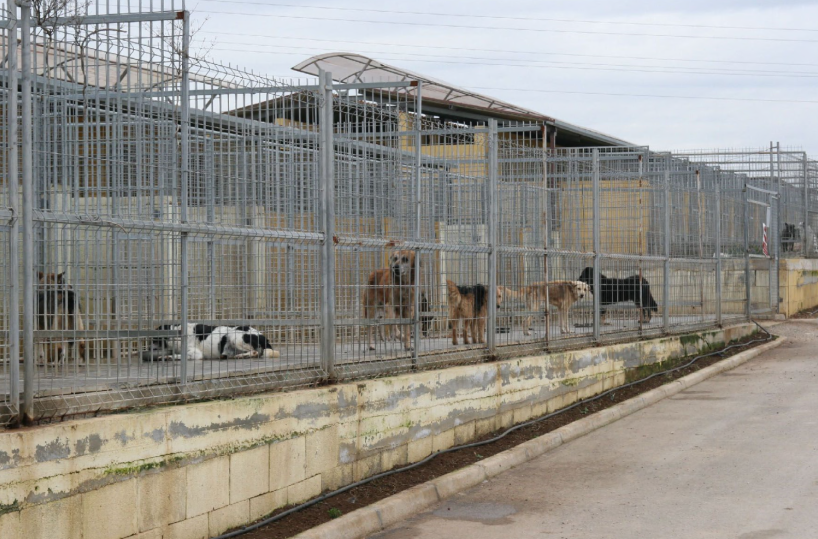 Taranto, canile «San Raphael»: gestione alla Kratos