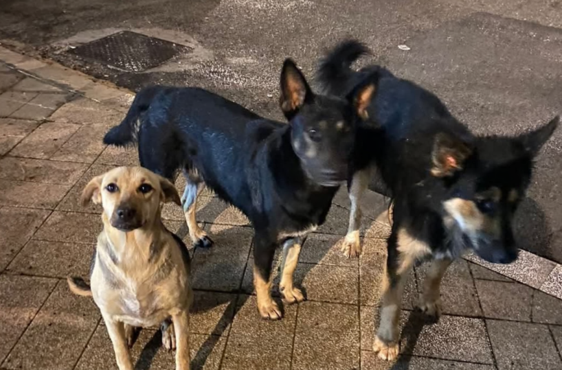 Contrasto al randagismo presto un nuovo canile a Foggia
