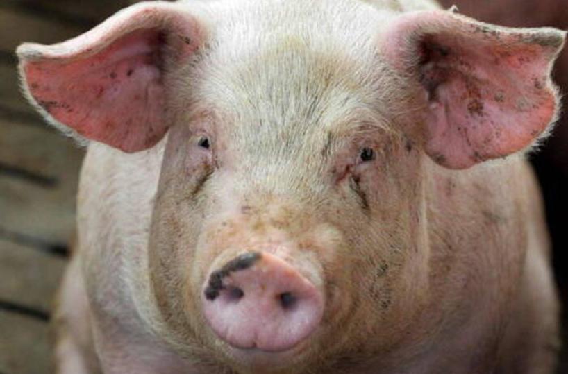 Un maialino come premio per la lotteria, infuria la polemica. In Puglia non sarebbe consentito