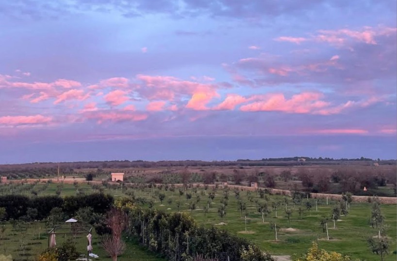 Così gli uliveti diventano «alleati» del clima